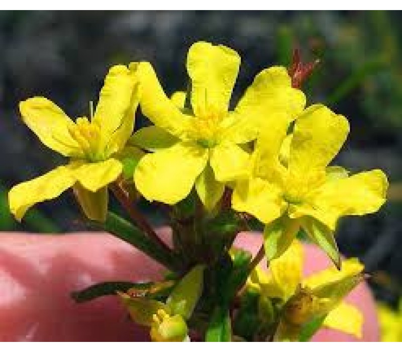 Hibbertia Flower Essence Shop Heal With Ease