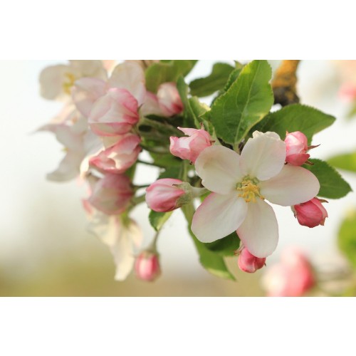 Apple Blossom Flower Essence
