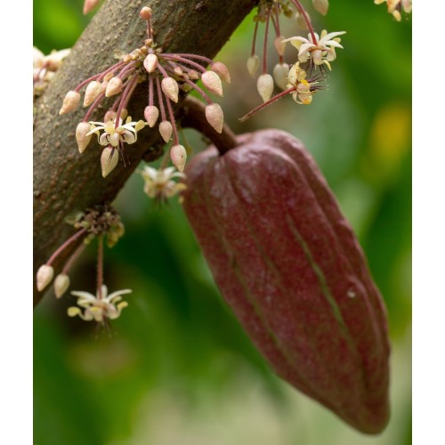 Cacao Flower Essence