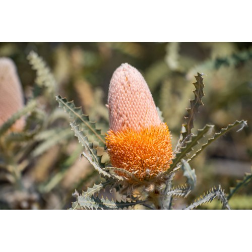 Woolly Banksia Flower Essence