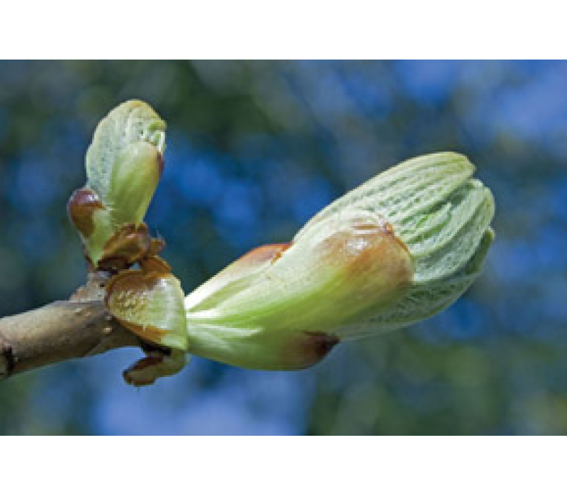 Chestnut Bud Bach Flower Essence