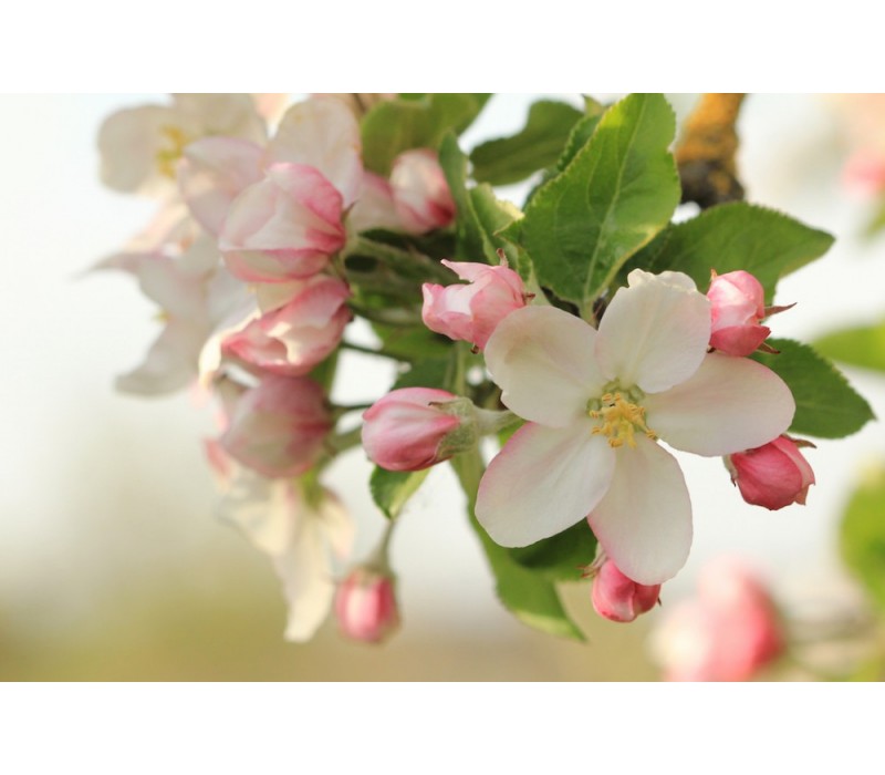 Apple Blossom Flower Essence