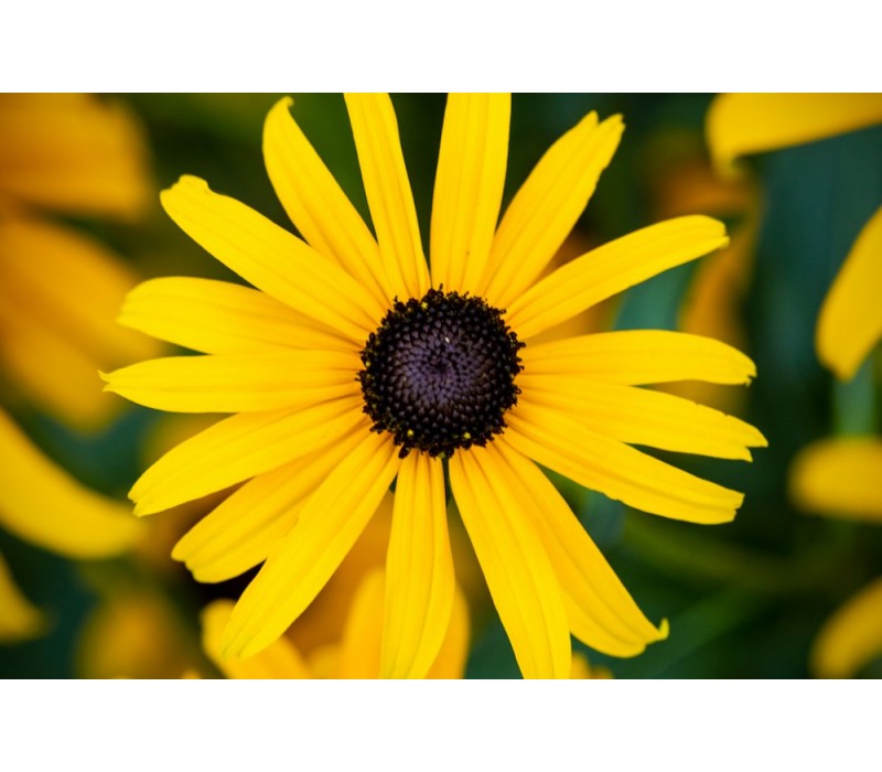 Black-Eyed Susan Flower Essence