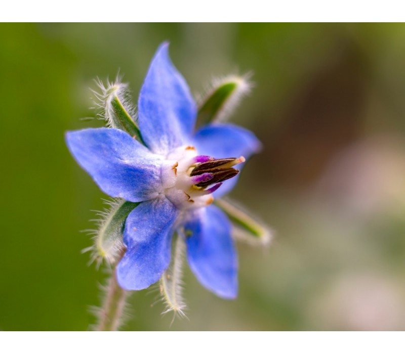 Borage Flower Essence