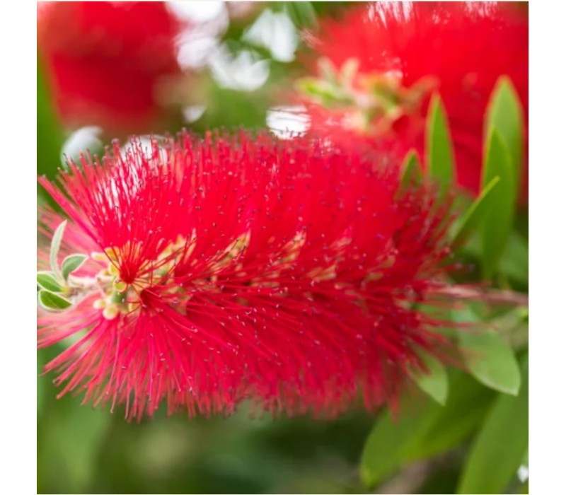 Bottlebrush Flower Essence