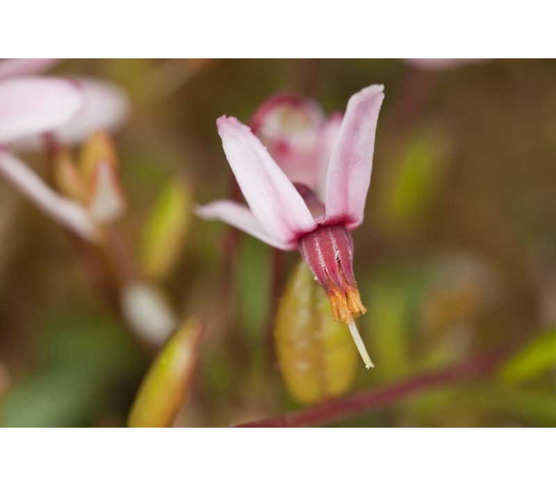 Cranberry Flower Essence