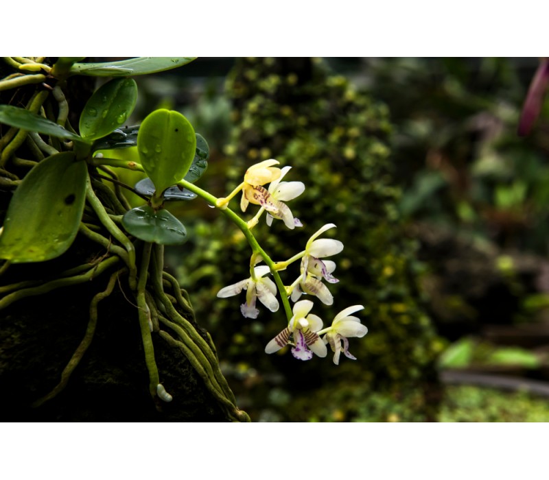 Forest Orchid Flower Essence