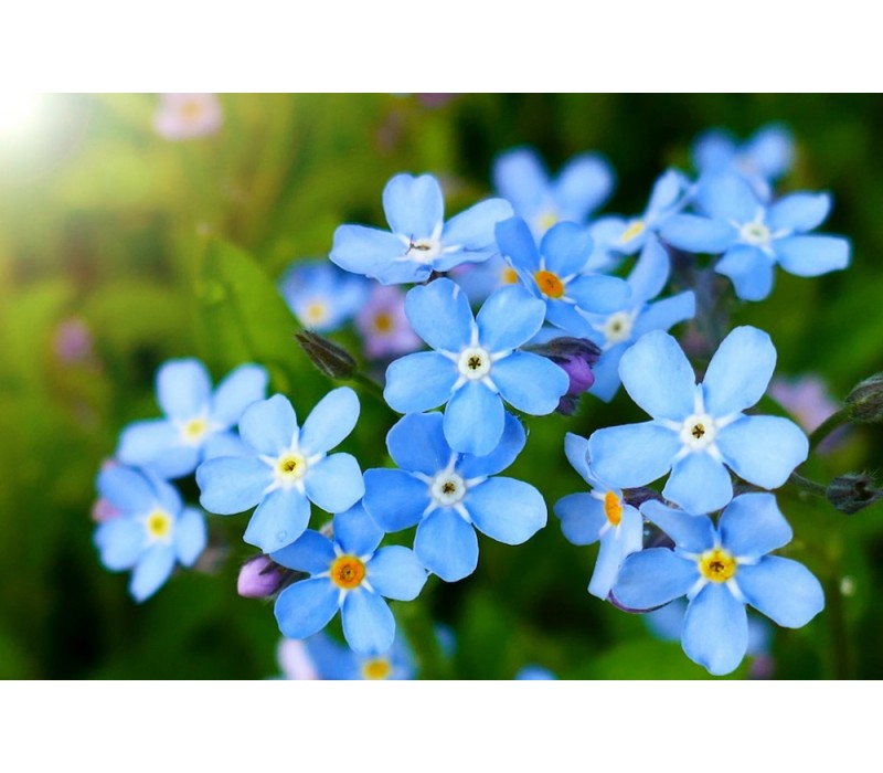 Forget-Me-Not Flower Essence