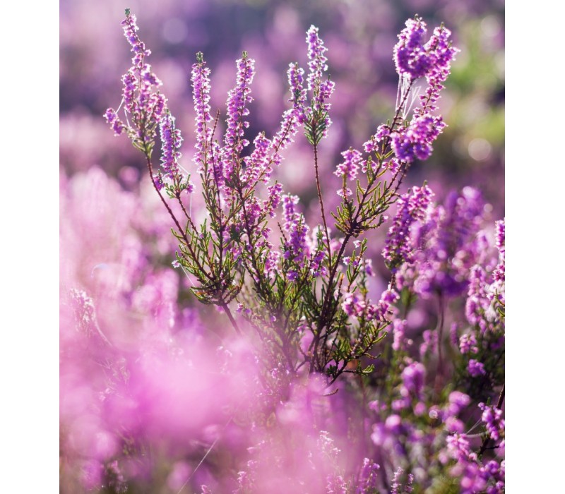 Heather Flower Essence