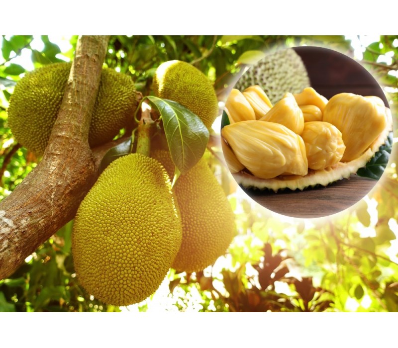 Jackfruit Flower Essence