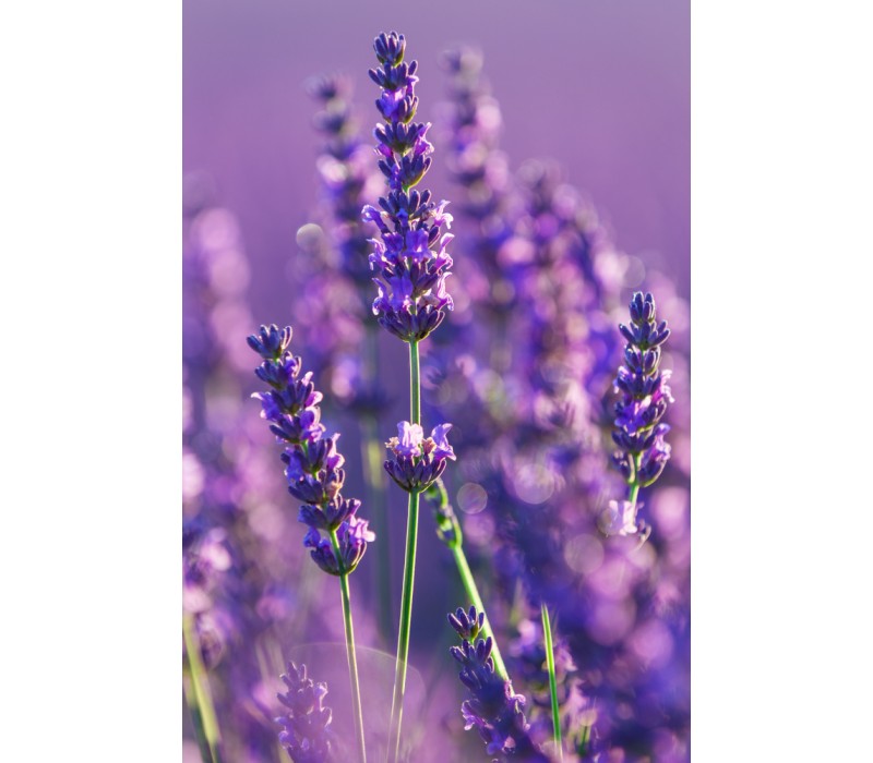 Lavender Flower Essence