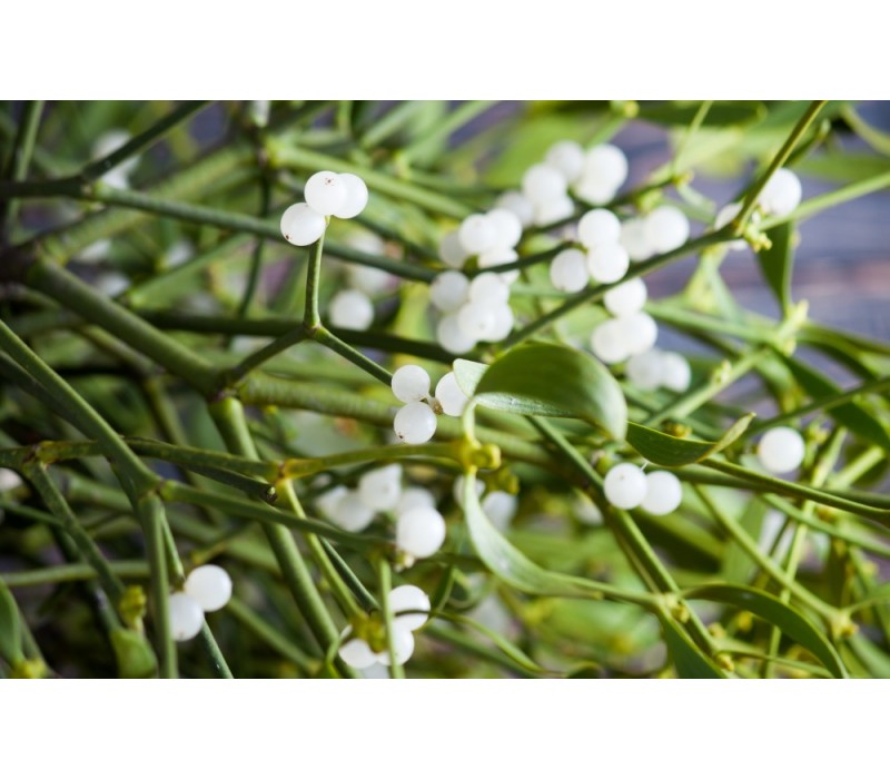 Mistletoe Flower Essence