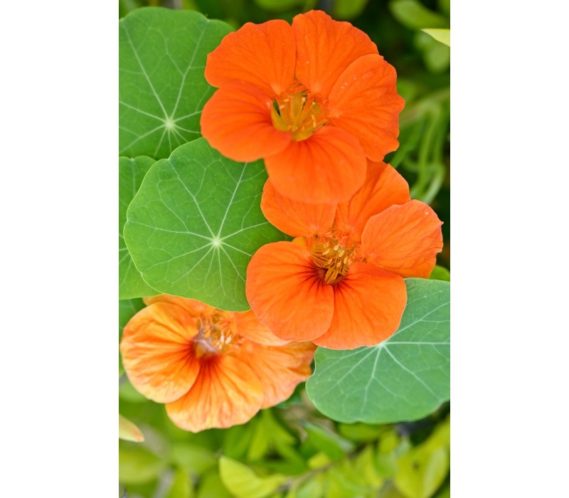 Nasturtium Flower Essence