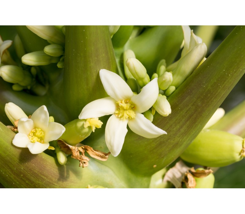 Papaya Flower Essence