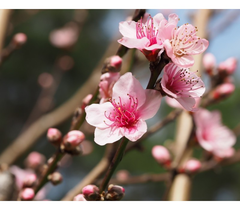 Peach Flower Essence | Shop Heal with Ease