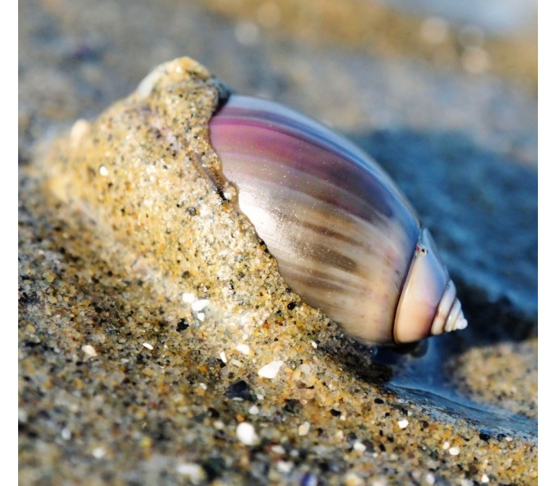 Purple Mouth Olive Shell Essence