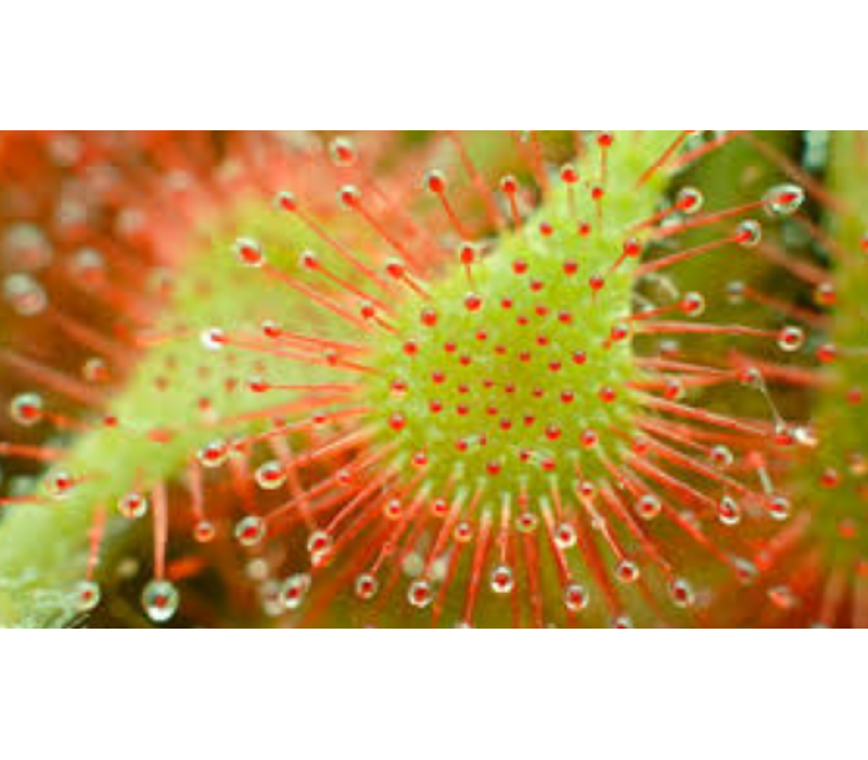 Sundew Flower Essence